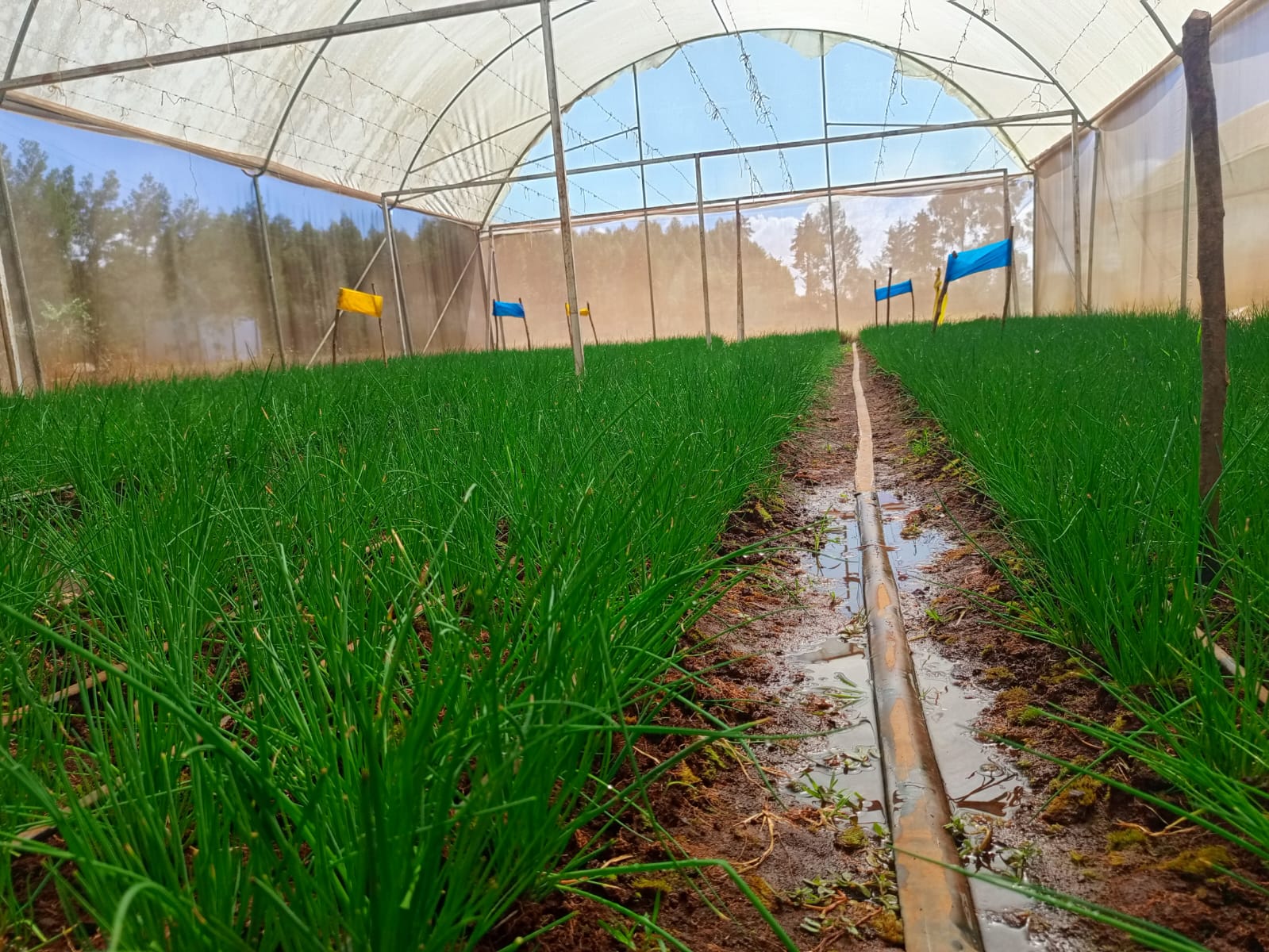 Our organic farm